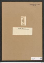 Cymbella fossile Ehr. (de-Toni-Nr.: Genus 33, Species 1452) Zeichnungen Sammlung Grunow Nr. 2780 (NHMW-BOT-W0370054)